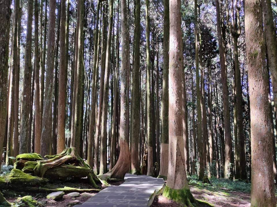 阿里山奮起湖經典二日游 星天樂have Fun旅遊網 阿里山local Tour 阿里山 日月潭 清境台灣地區旅遊行程 享受樂趣 玩得開心